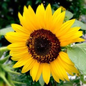 Meet your Posher, Rosarina